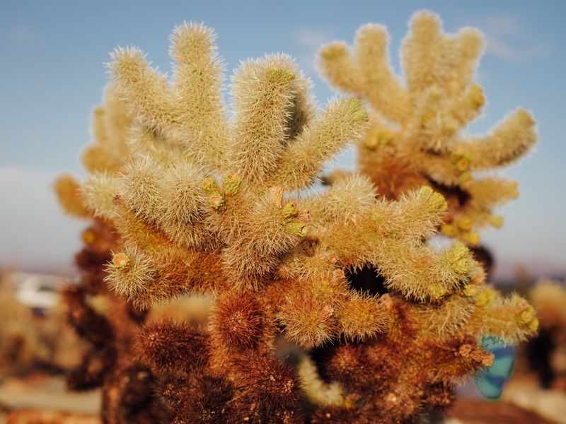 Watch for Cacti and Thorny Plants
