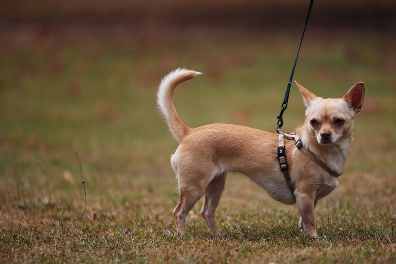 Why Small Dogs Need Extra Protection