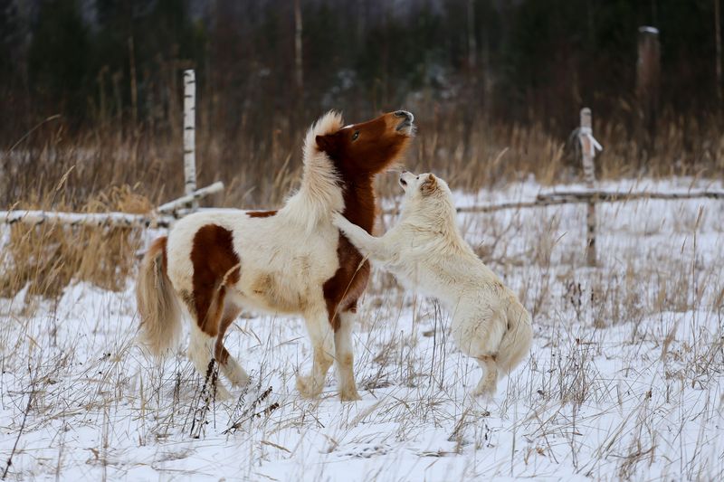 Understand Why Horses May React to Dogs