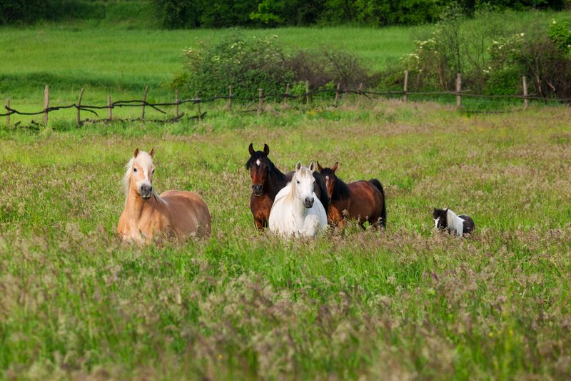 Give Horses Plenty of Space