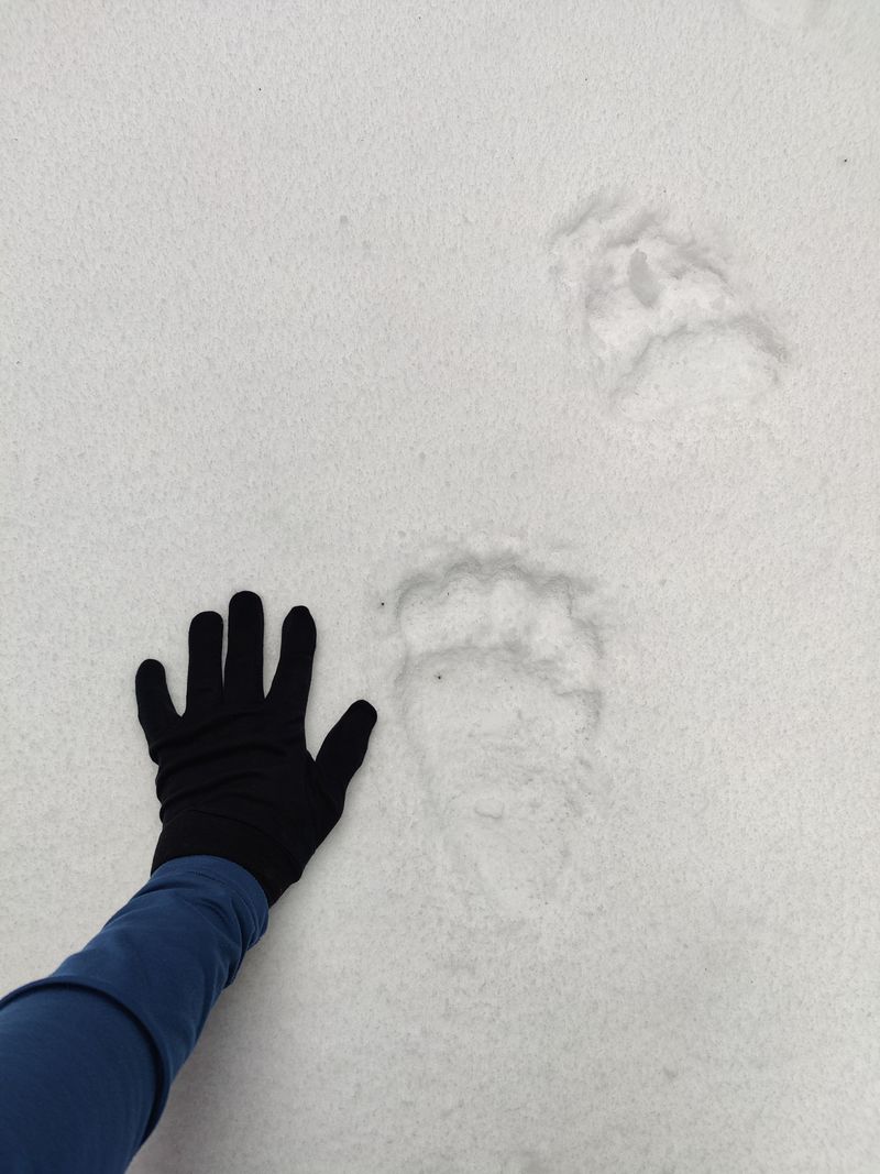 Recognize Signs That a Bear May Be Nearby