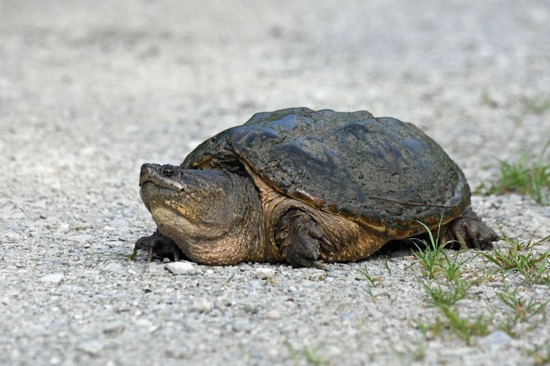 Watch for Turtles Basking or Resting Near Banks