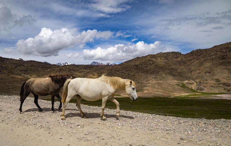 Give Horses Plenty of Room to Pass