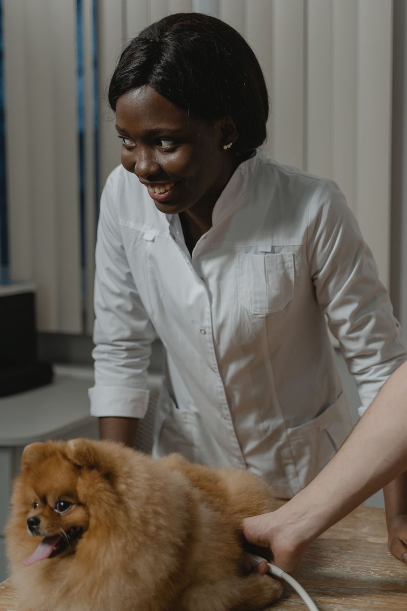 Make Sure Your Dog’s Microchip Details Are Current