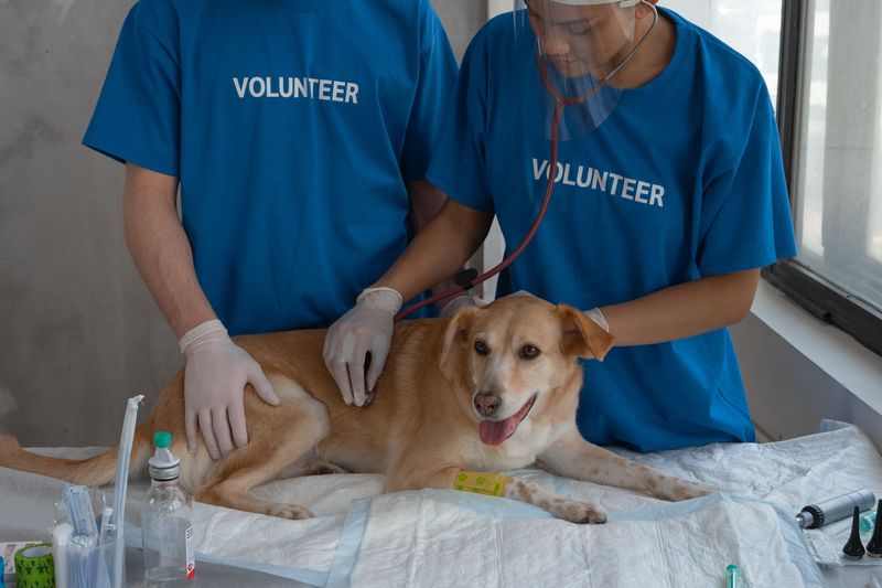 Find the Nearest Emergency Veterinary Hospital Before You Need One