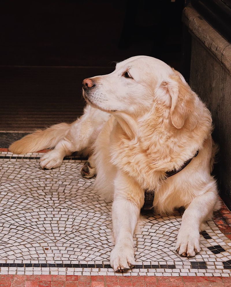 Choose Tough Flooring With a Washable Runner