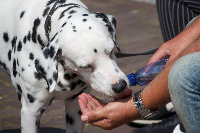 Store Water For Your Dog