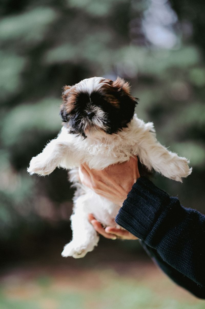 Ask When the Puppy Can Legally Go Home