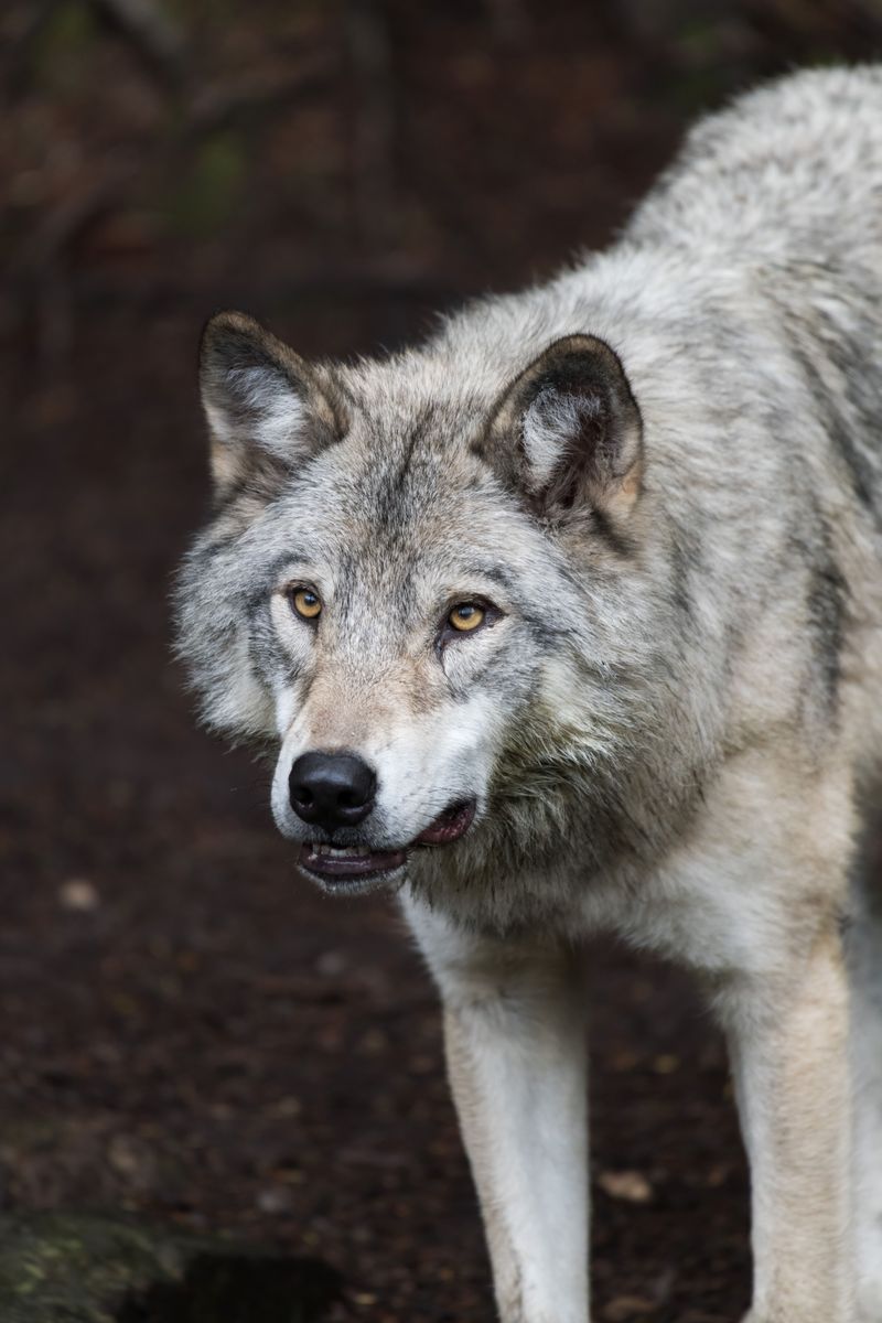 Respond Calmly if a Wolf Does Not Move Away