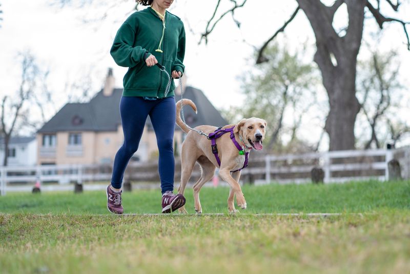 Protect Dogs In Shared Green Spaces