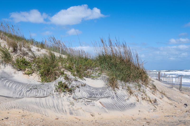 Keep Dogs Away From Dunes and Wildlife Nesting Areas