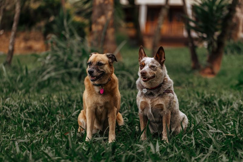 Does Each Dog Get Its Own Charge?
