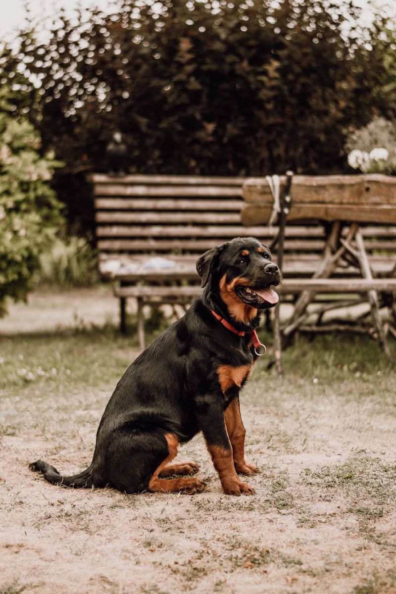 Rottweiler: A Roman-Era Drover