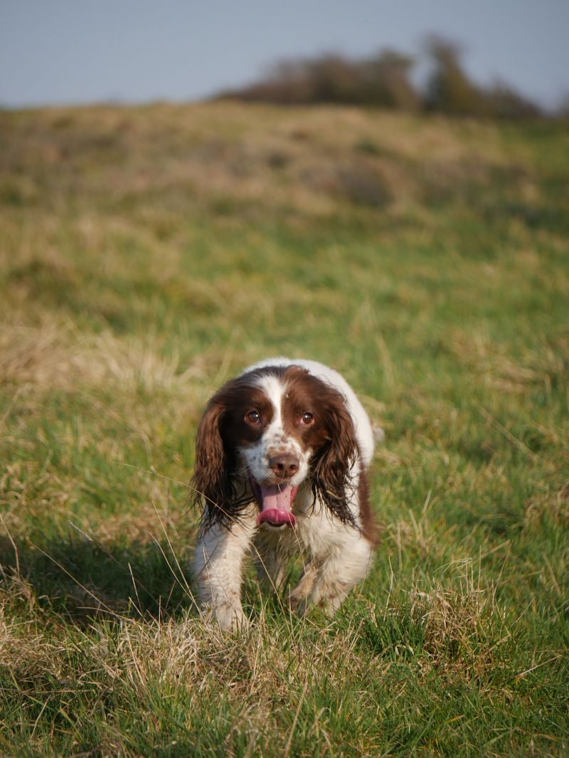 English Springer Spaniel: Busy in the Brush