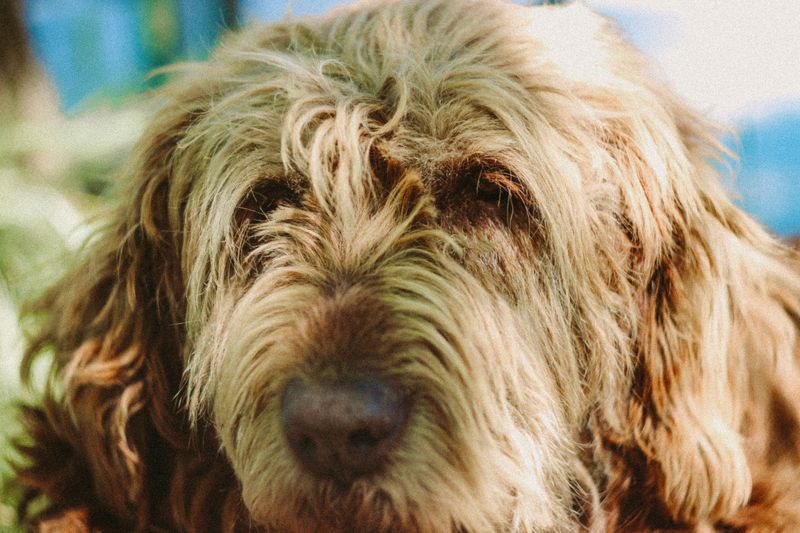 Otterhound: The Shaggy Grand Finale