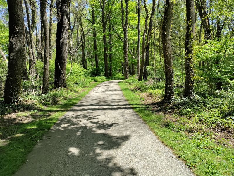Lakeshore Reservation: Let the Trees Set the Pace