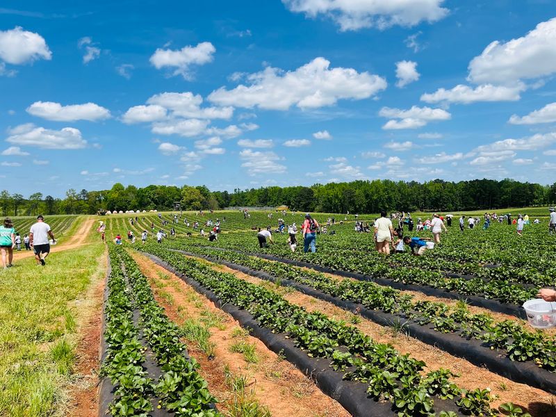 Southern Belle Farm: A Pet-Free Farm Visit