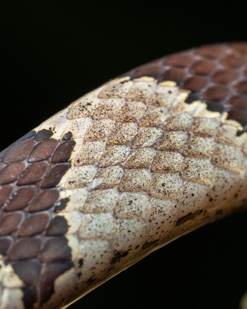 Learn Copperhead Markings From a Distance