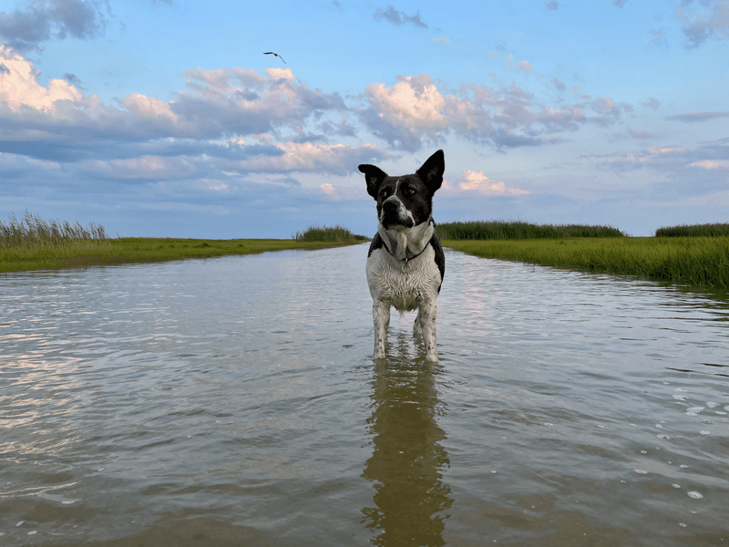 Rinse Off Salt And Marsh Mud