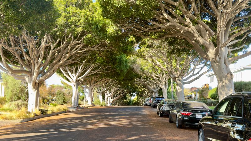 Trusting Shade To Keep A Parked Car Cool