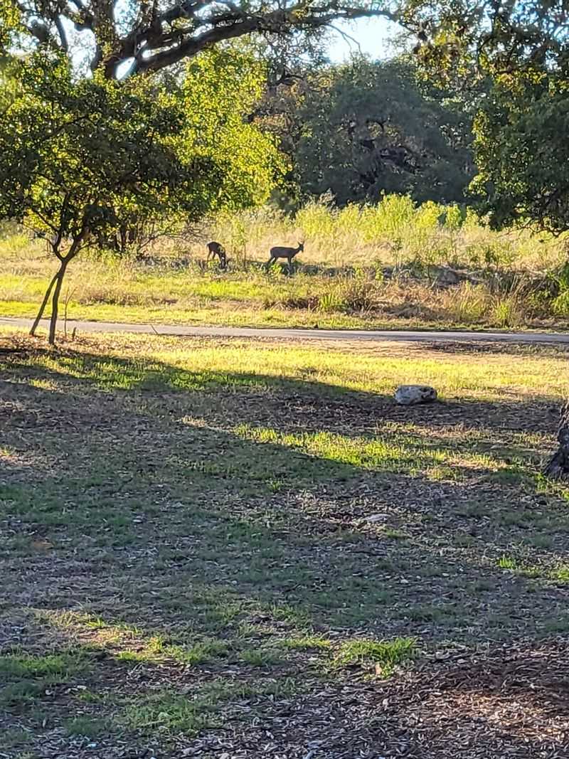 Finish Under the Canopy on Salado Creek Greenway