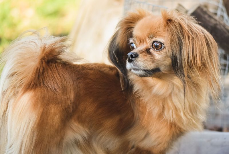 Tibetan Spaniel