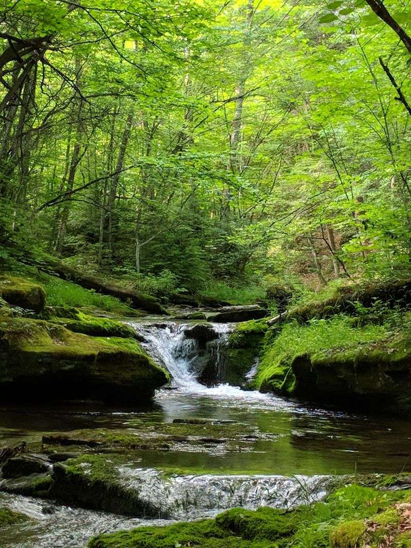 Asaph Picnic Area, Tioga State Forest