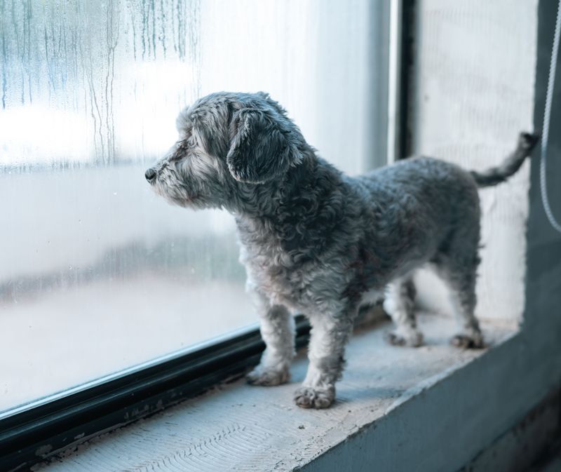 Hail Can Catch Dogs Off Guard