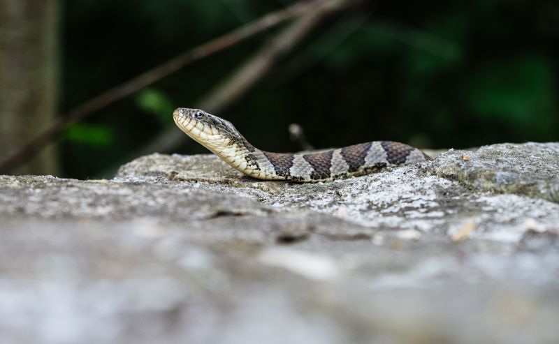 Leave Copperheads Untouched