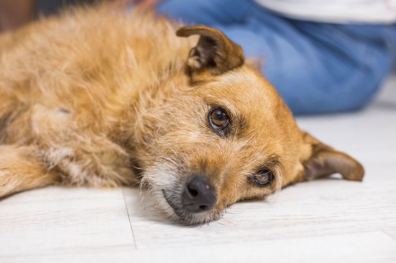 Weakness or Tremors Mean Urgent Veterinary Help