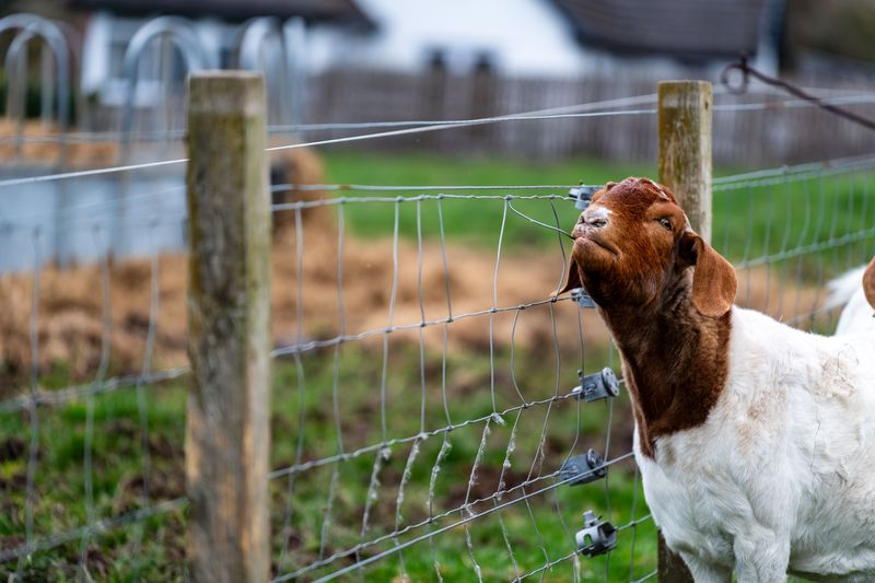 Electric Fences and Exposed Wires Require Caution