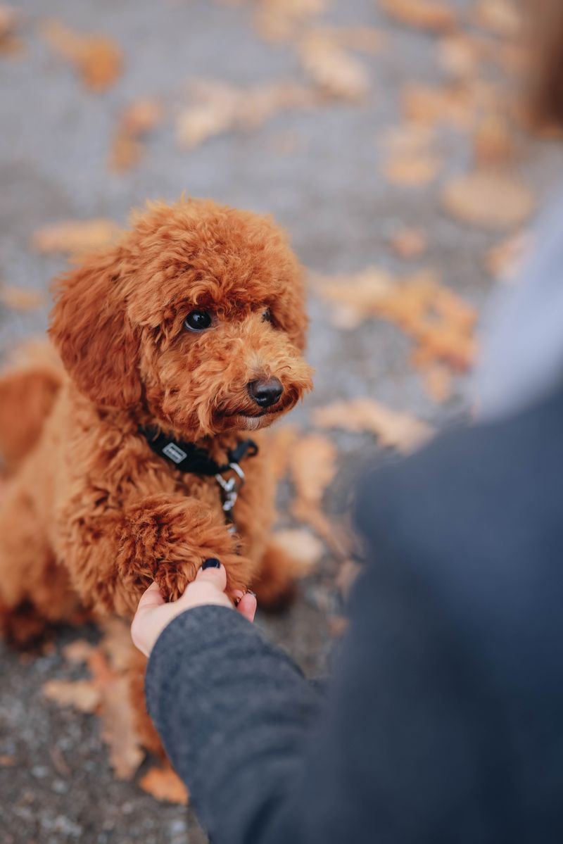 Introduce Paw Balm Before Long Walks