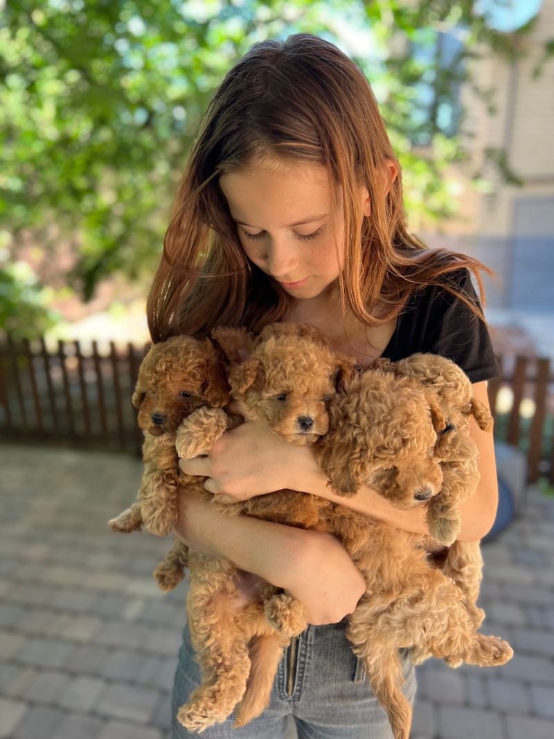 Check How the Breeder Matches Puppies With Families