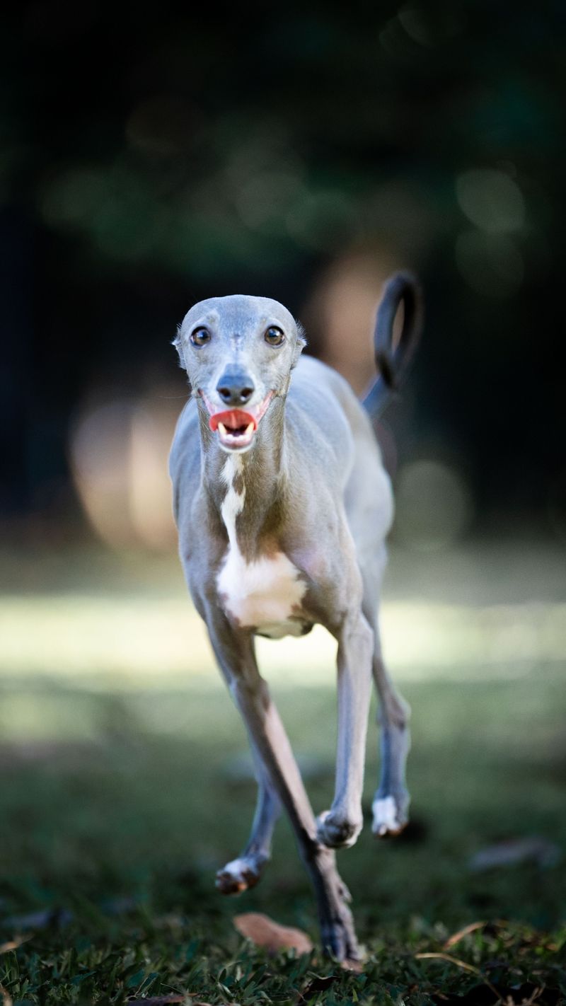 Italian Greyhound