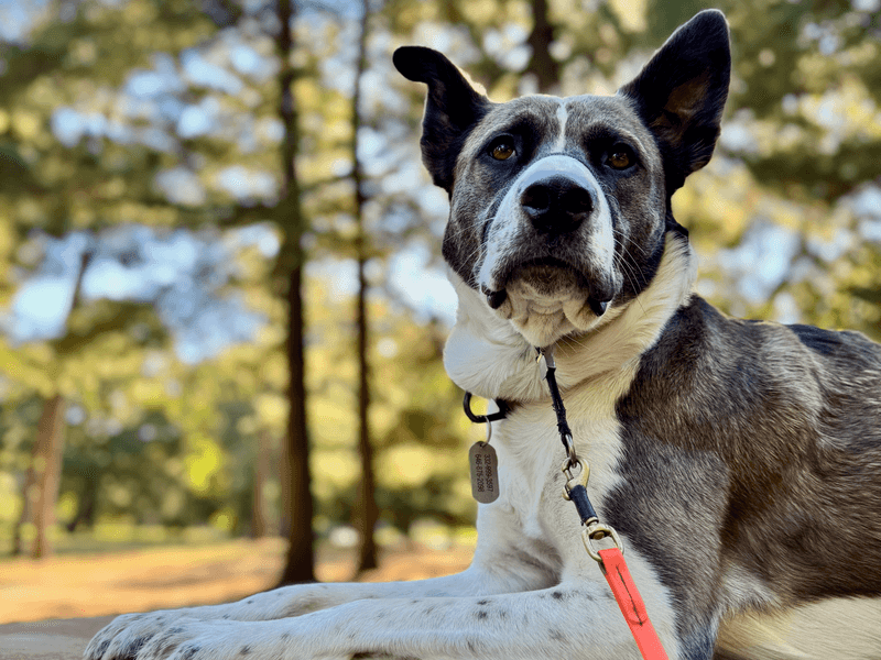 Keep Identification Current in Case a Dog Escapes
