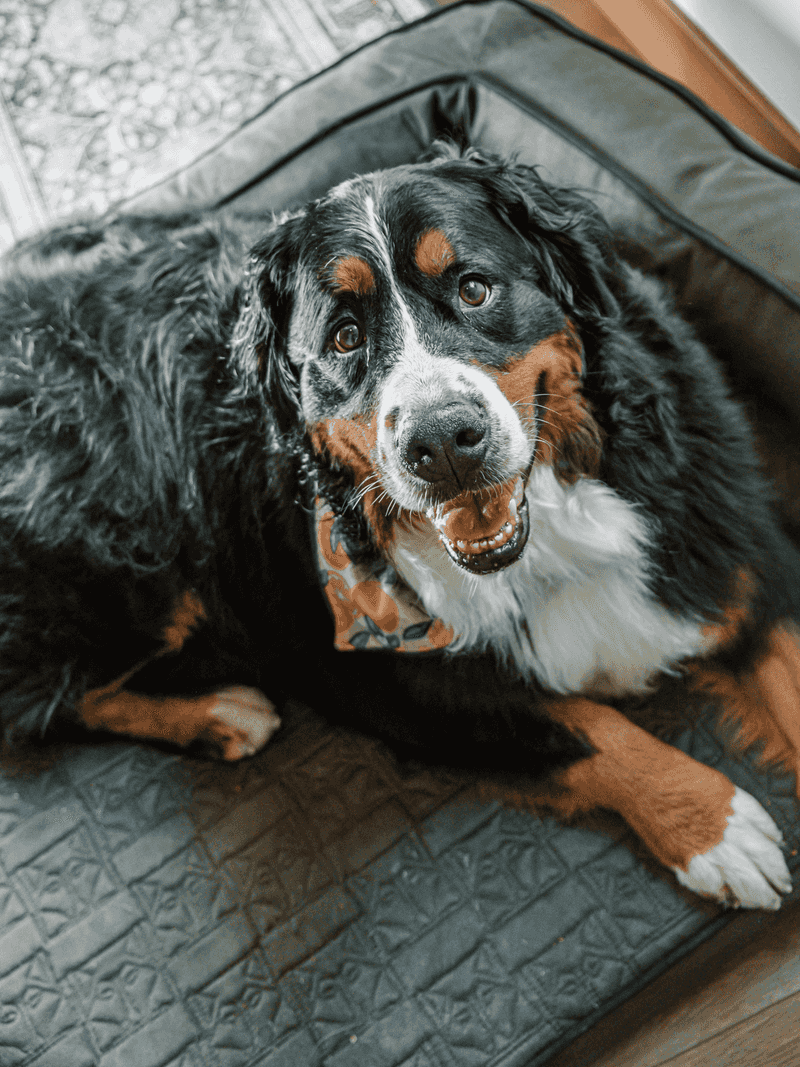Choose a Breed With Your Actual Living Space in Mind