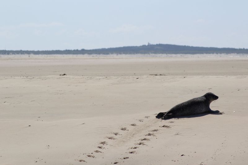 Leave Seal Encounters Better Than You Found Them