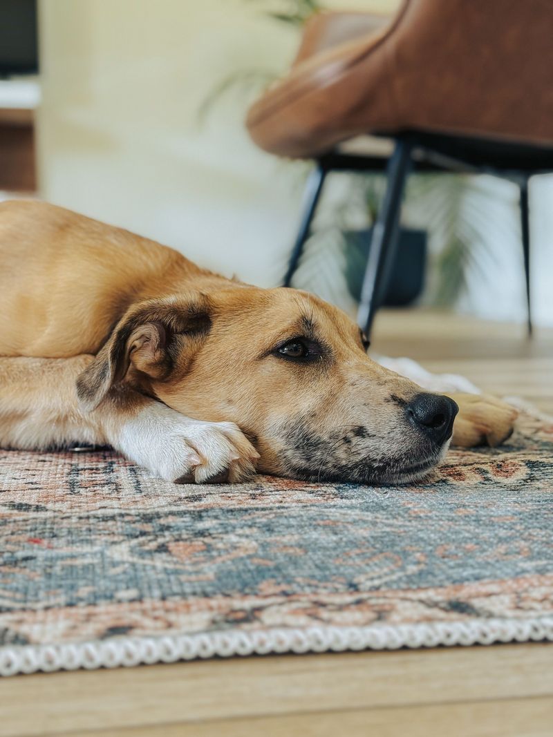 Giving a Newly Adopted Dog Time to Adjust
