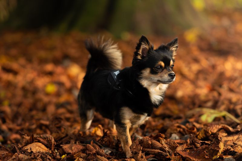 Chihuahua: Tiny Hunter With Ancient Swagger