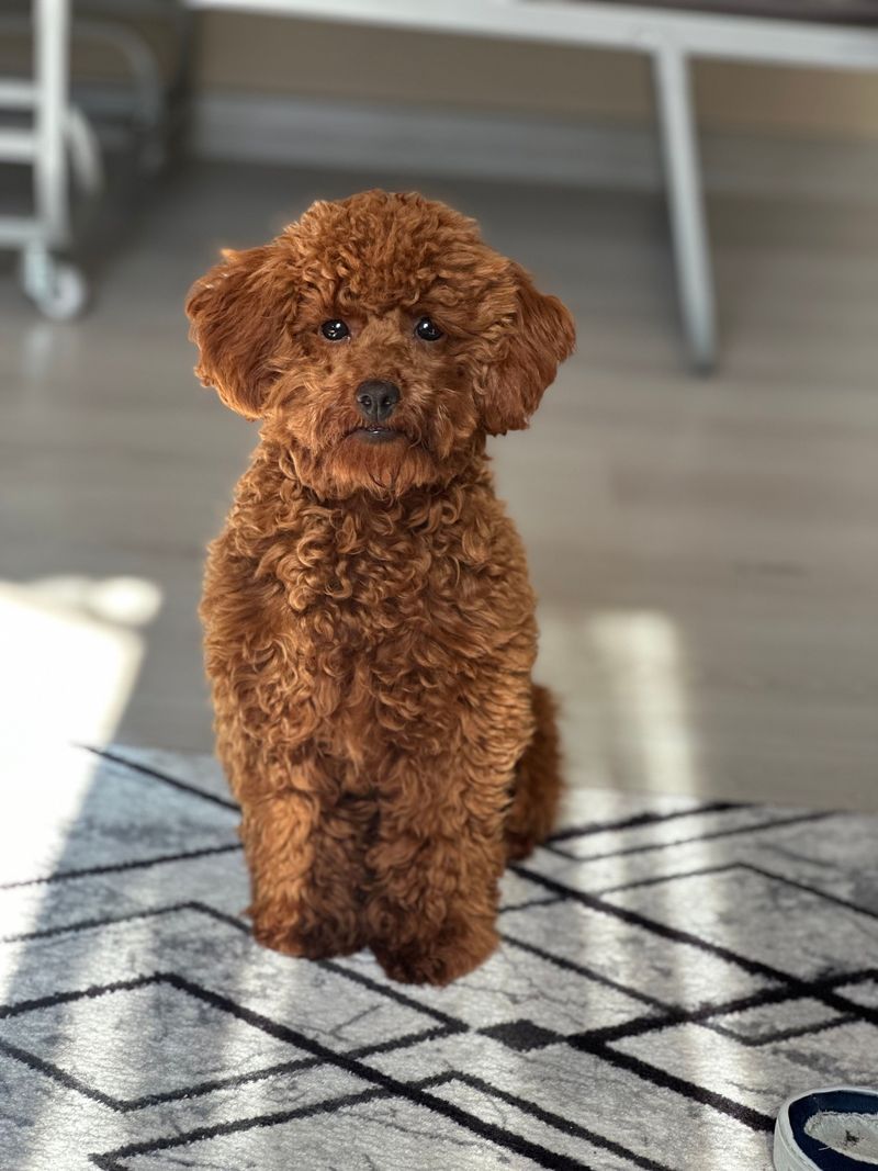Miniature Poodle: Brains in a Small Package