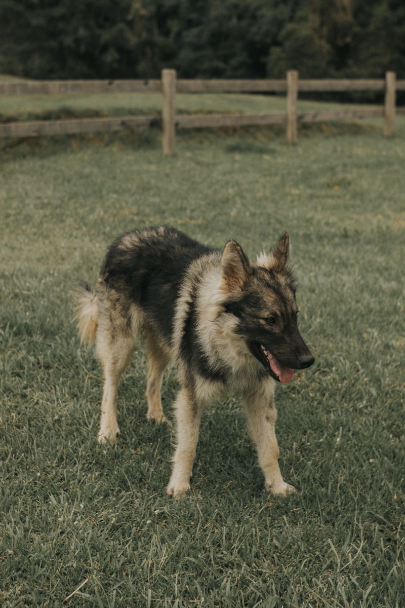 German Shepherd: The Farm Patrol Partner
