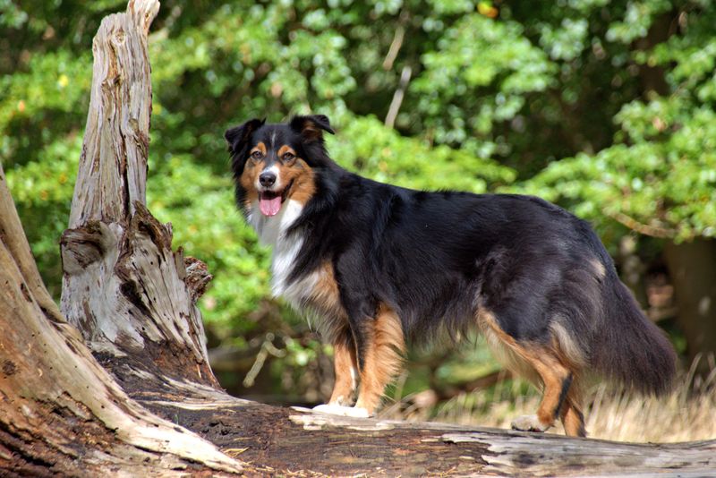 English Shepherd: America's Heritage Farmhand