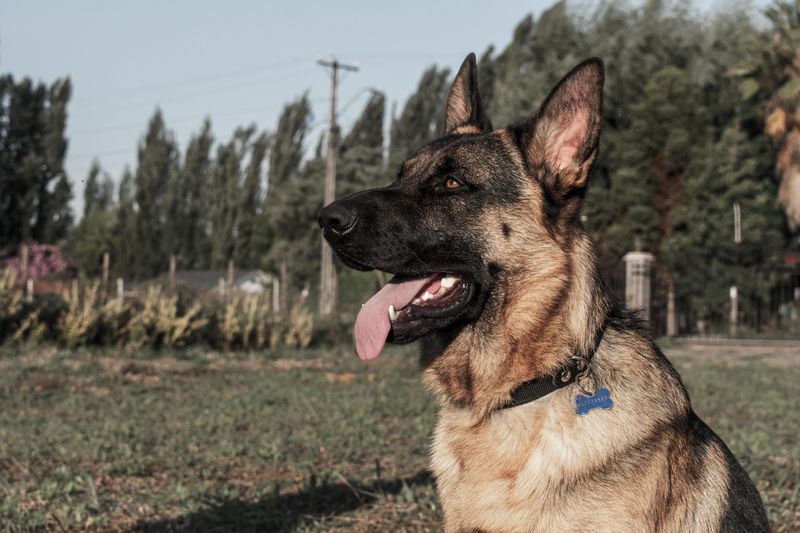 German Shepherd: A Capable Partner With Clear Rules