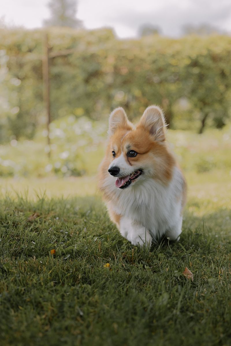 Pembroke Welsh Corgi: Small Legs, Big Job