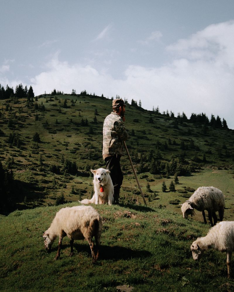 English Shepherd: The Farm Manager
