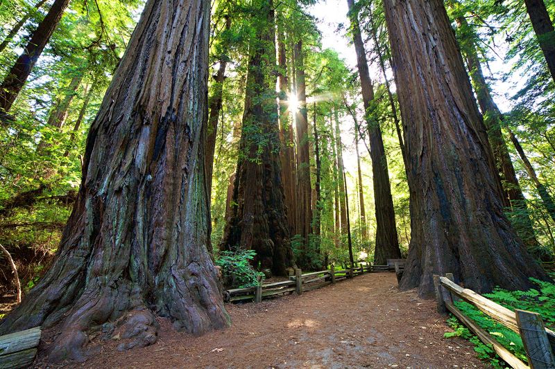 Pipeline Road at Henry Cowell Redwoods: Pavement Under the Trees