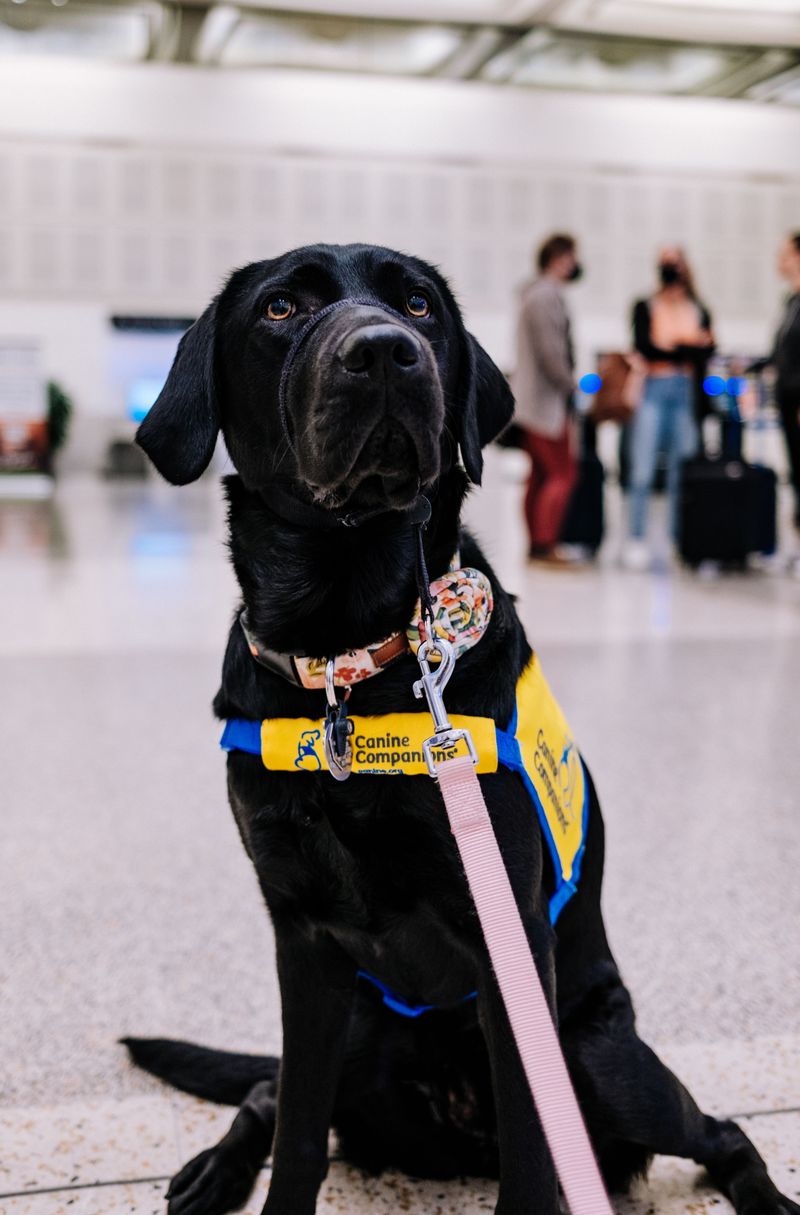 WMATA Service Animals Ride Freely