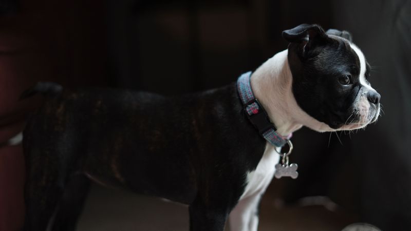 Dog Identification Details