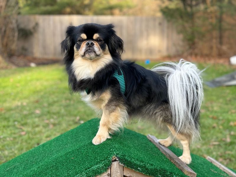 Tibetan Spaniel: The Monastery Lookout