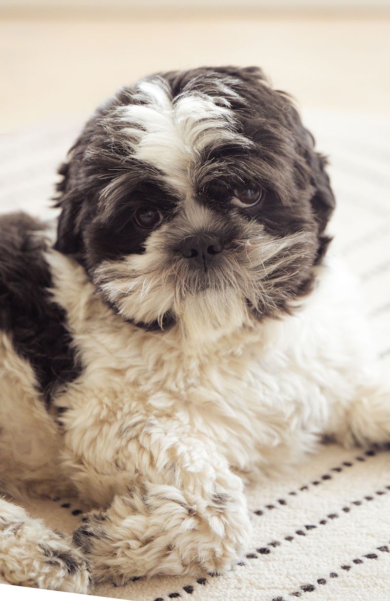 Shih Tzu: The Palace Lap Dog